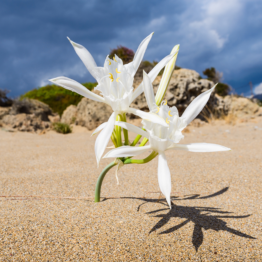 Lírio da areia