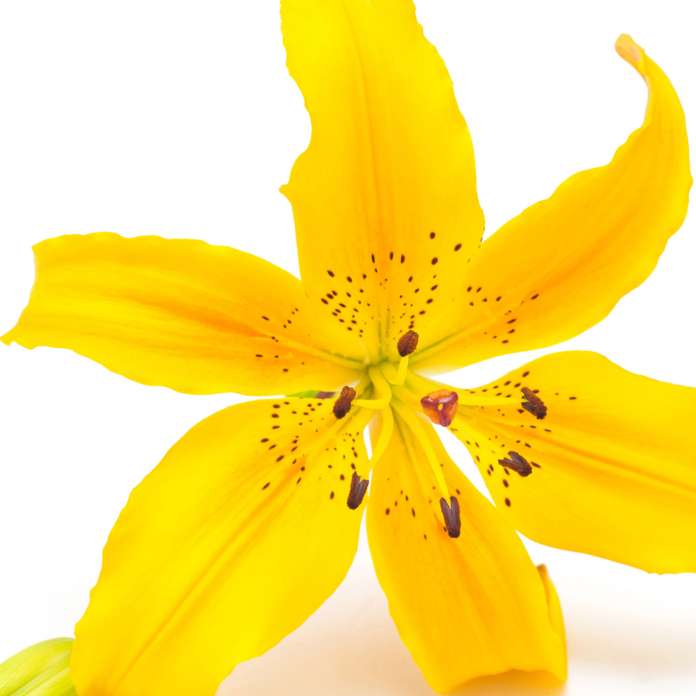 Ylang-Ylang Claro