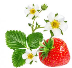 Flor de Morango