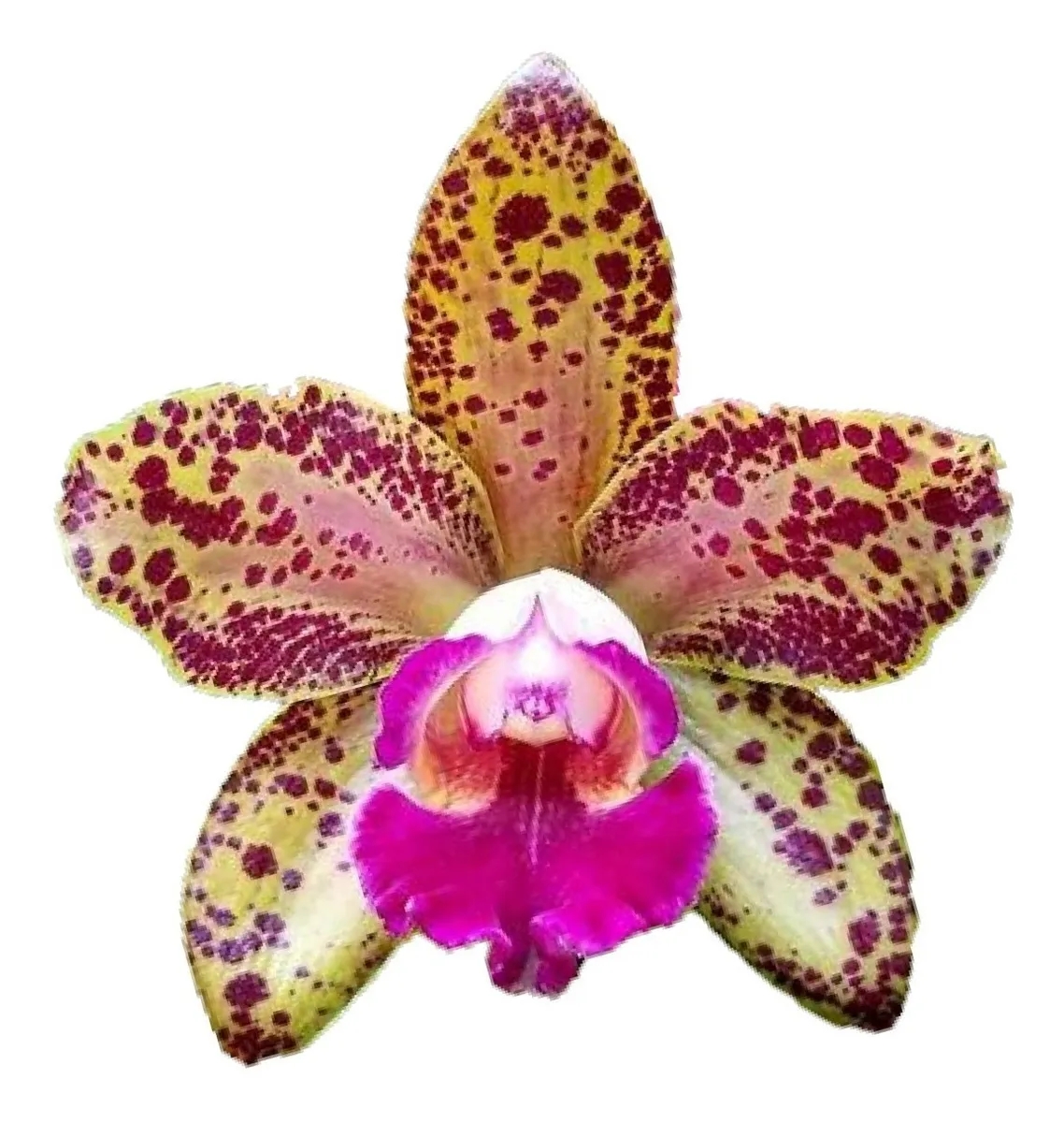 Orquídea Pink Leopardo