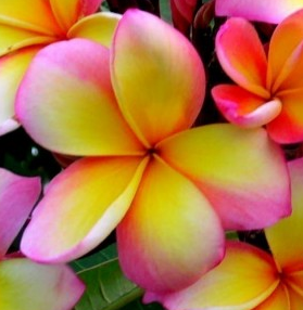 Plumeria