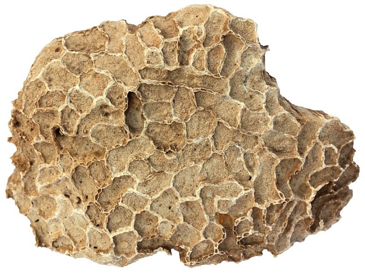 Calcário Coralino