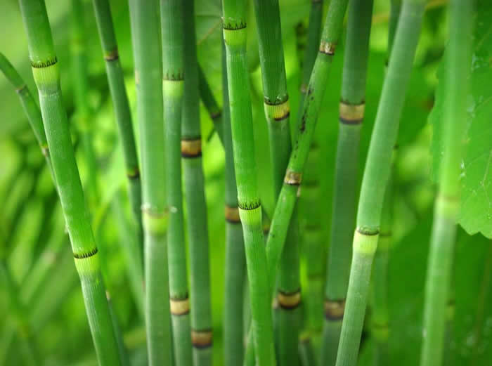 Caules Verdes