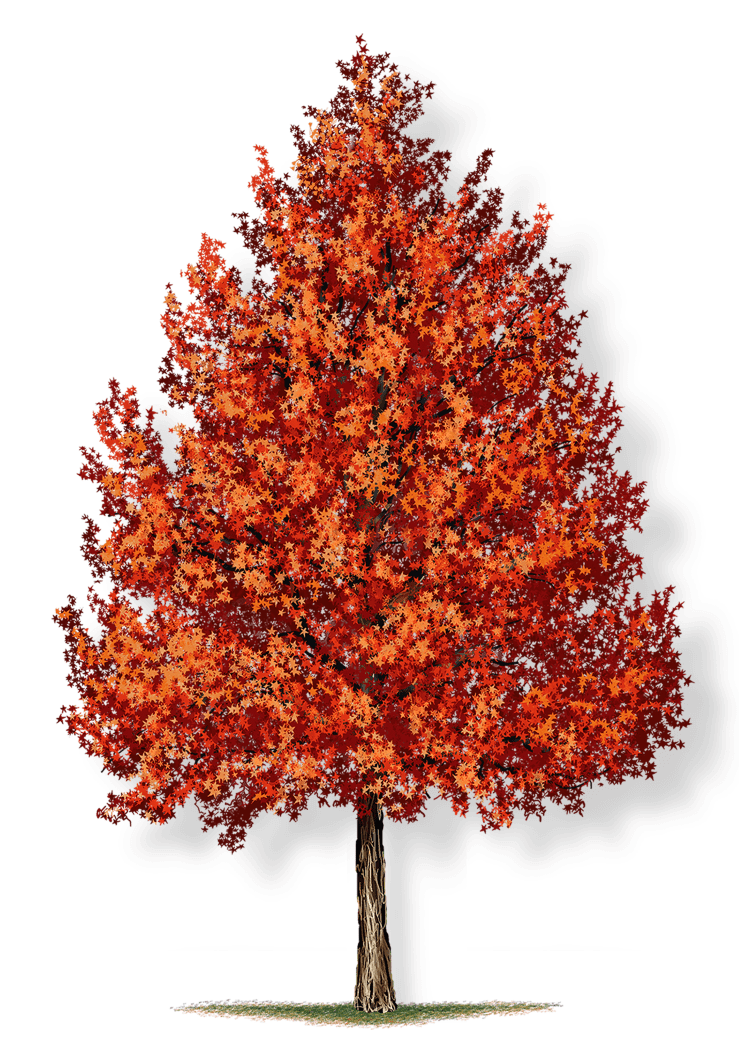 Liquidambar