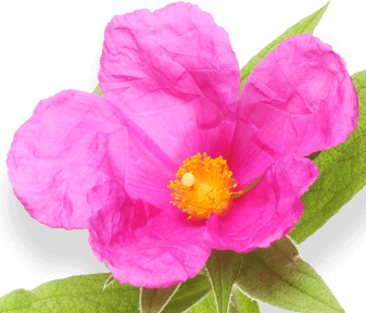 Cistus Incanus