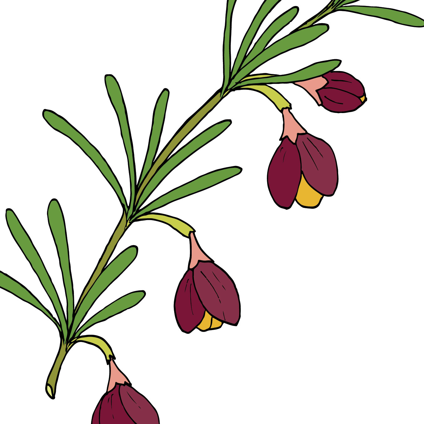 Hoa Boronia