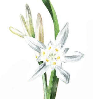 Narciso do mar