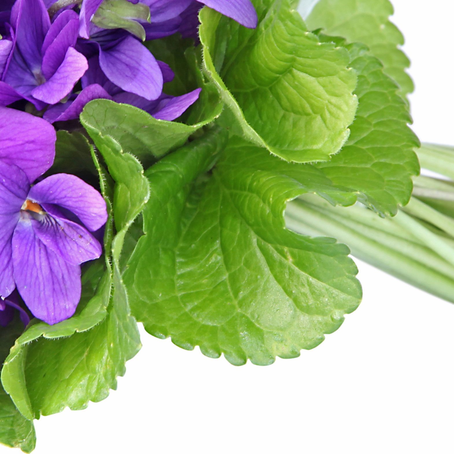 Folhas de Violeta
