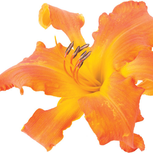 Hemerocallis