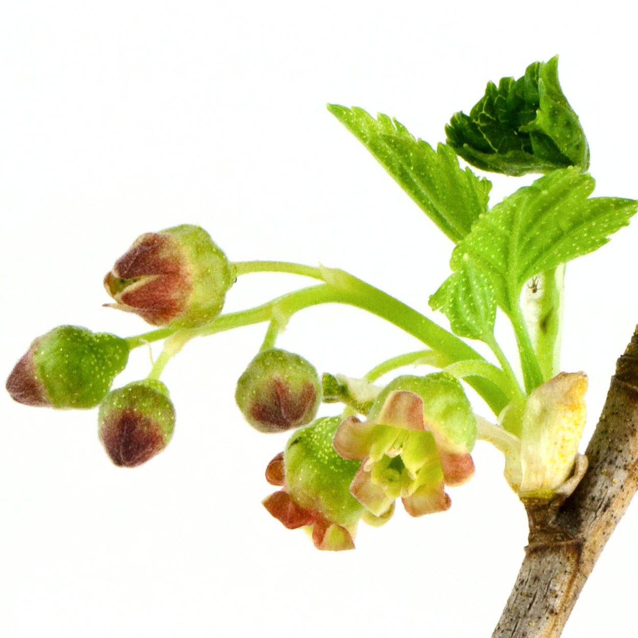 Flor de Cassis