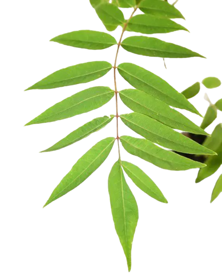 Folhas de Cedro