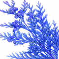 Cipreste Azul Australiano