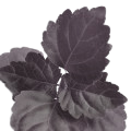 Patchouli Negro