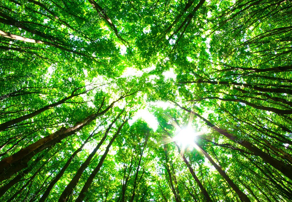 Floresta Verde