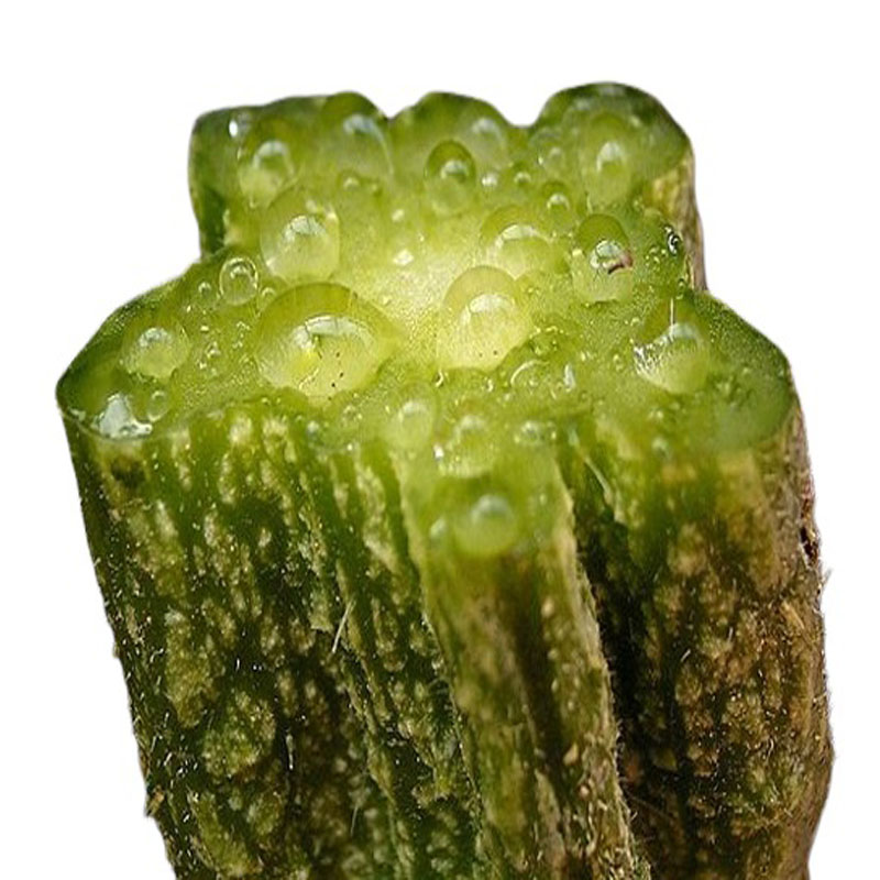 Seiva