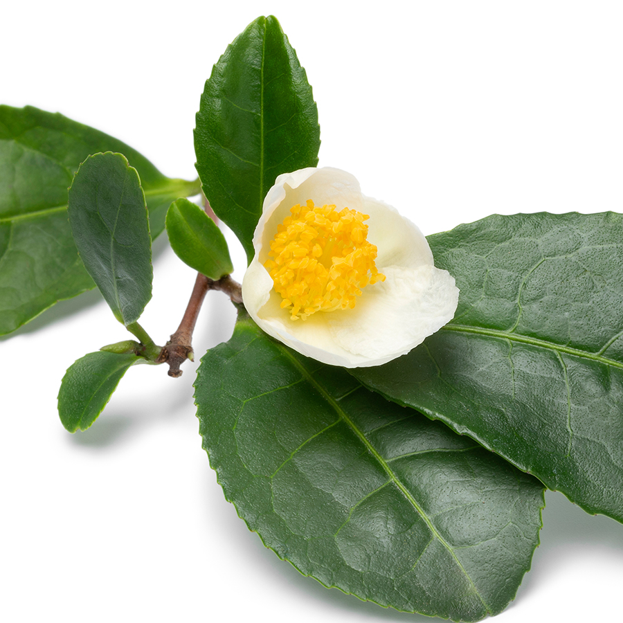 Flor de Chá Branco