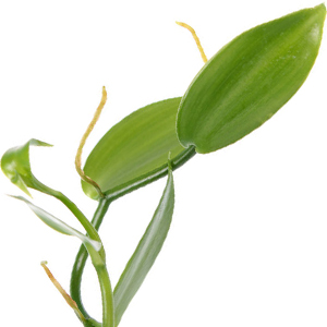 Folhas de Baunilha