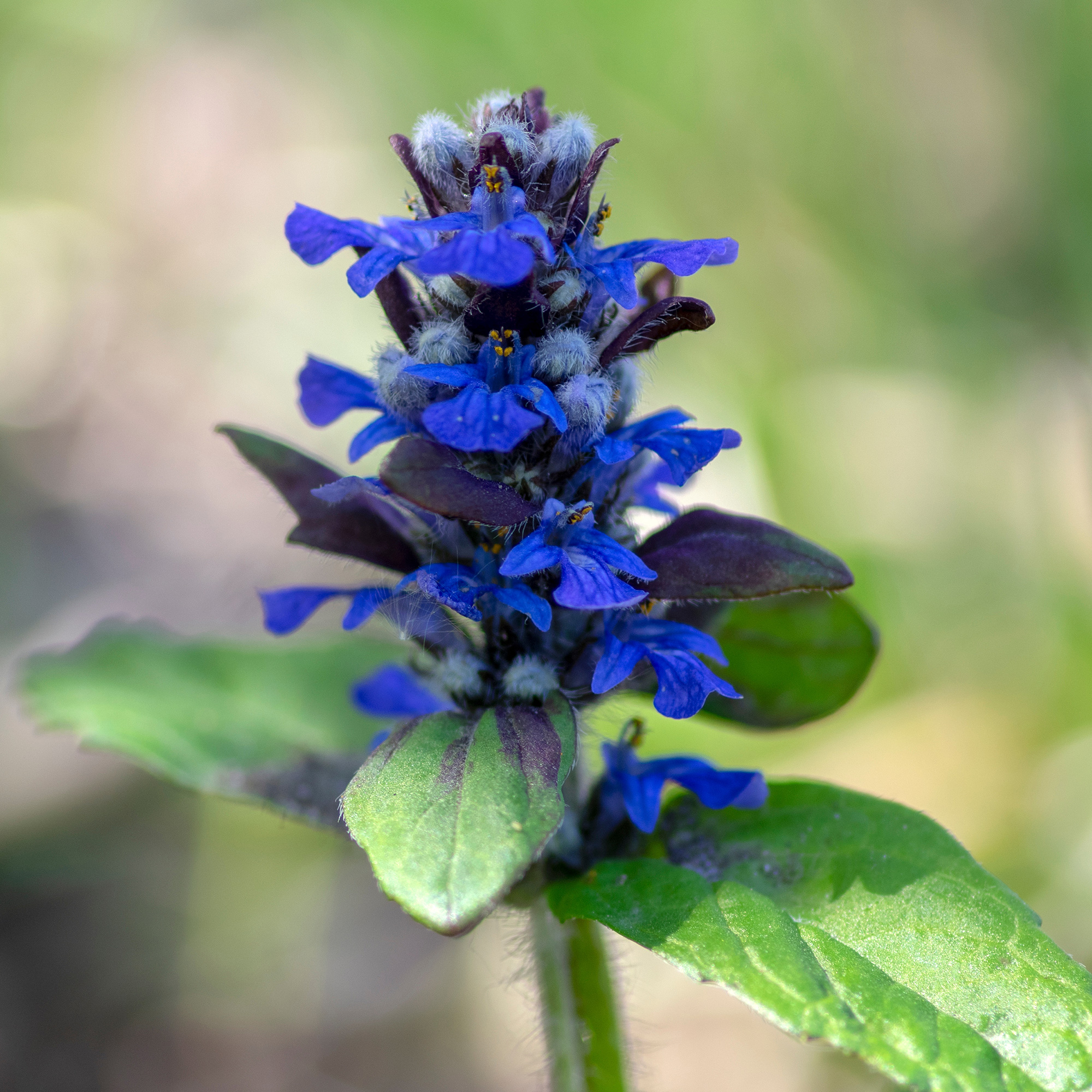 Búgula Azul