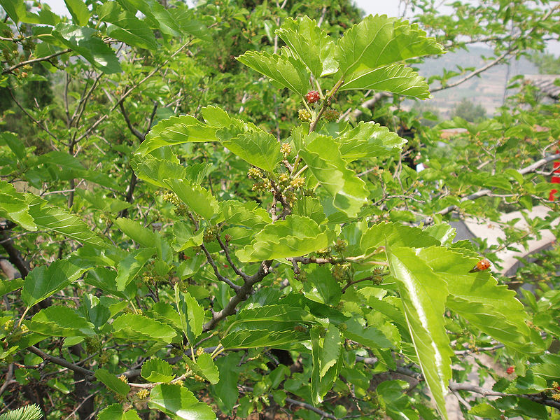 Amoreira