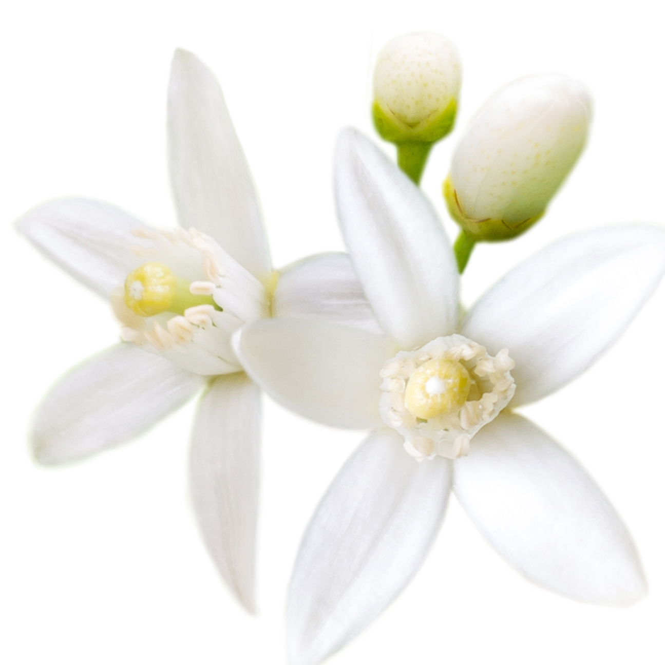Flor de Laranjeira Africana