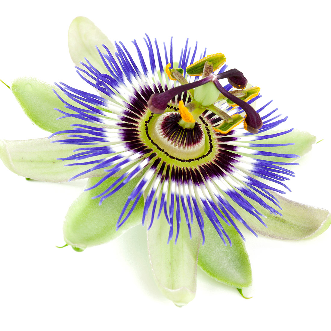 Flor de Maracujá