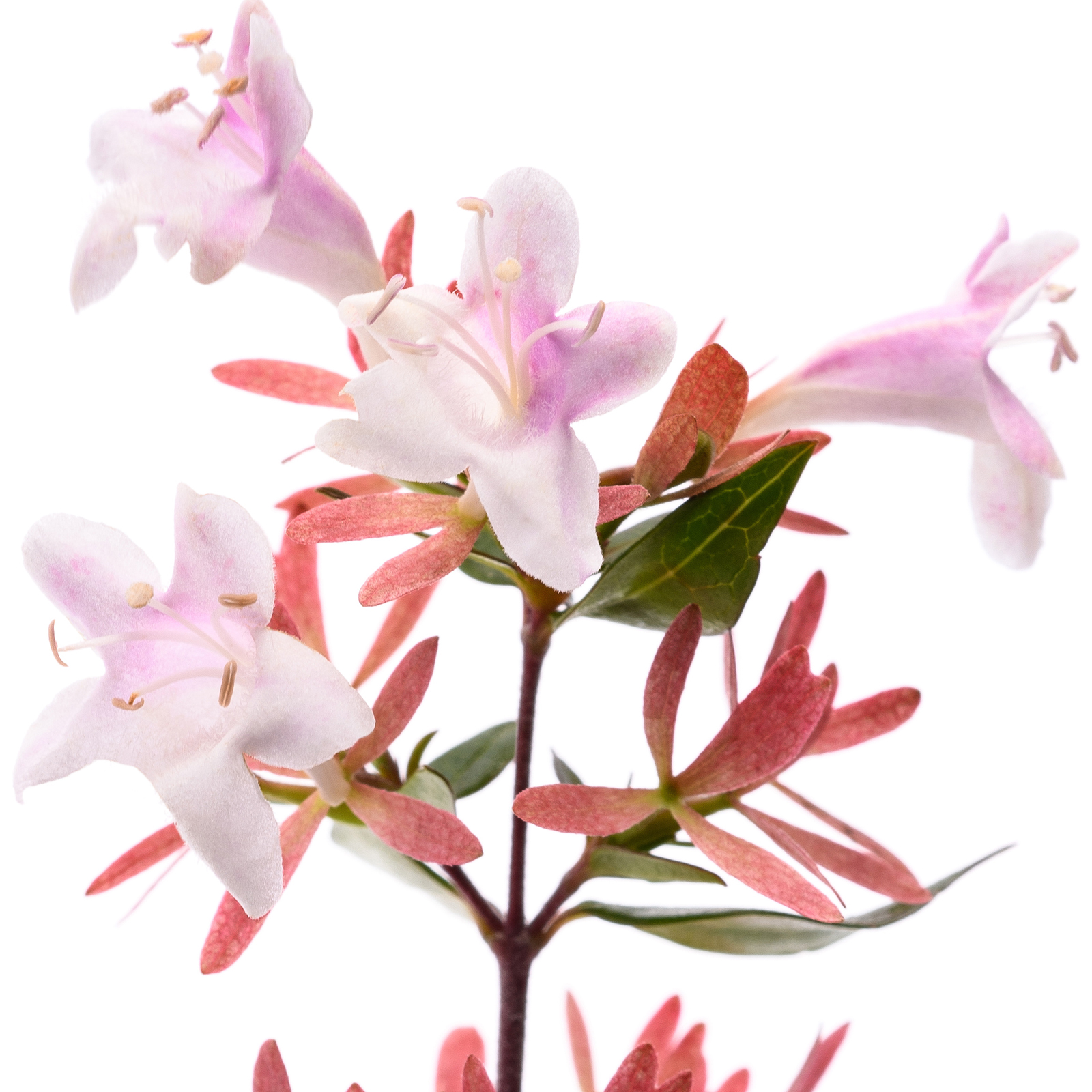 Hoa Abelia