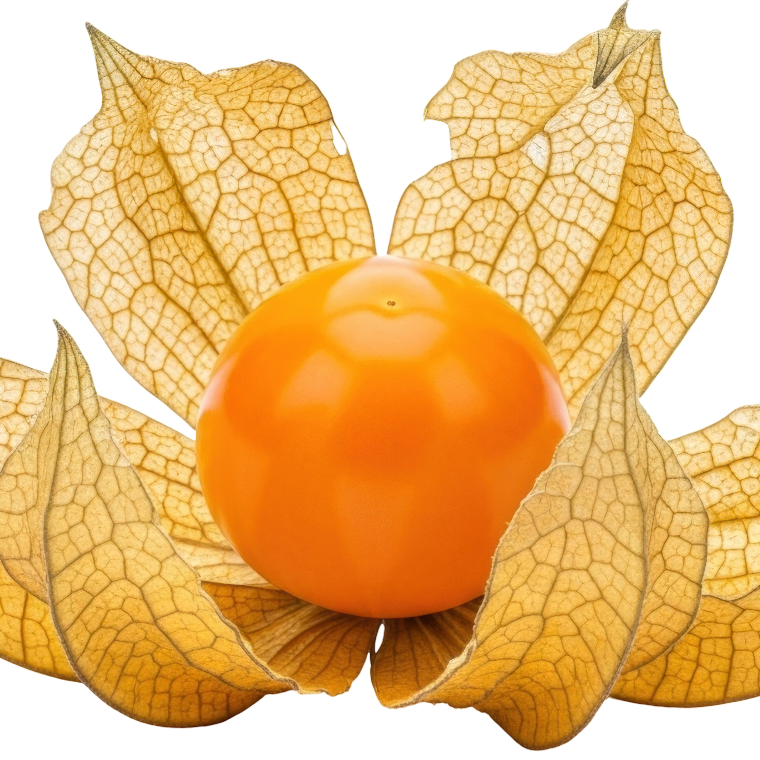 Physalis