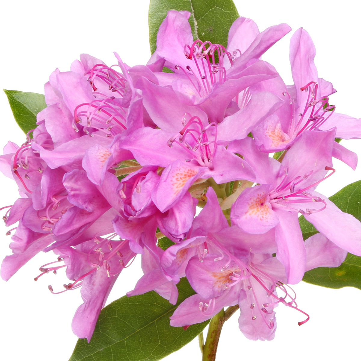 Rododendro