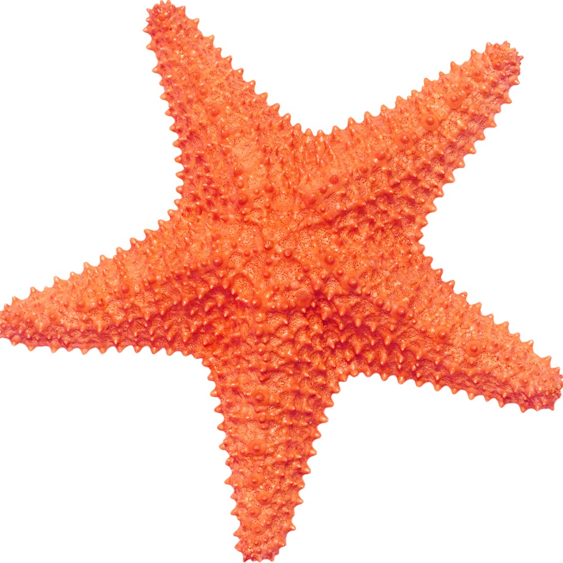 Estrela-do-Mar