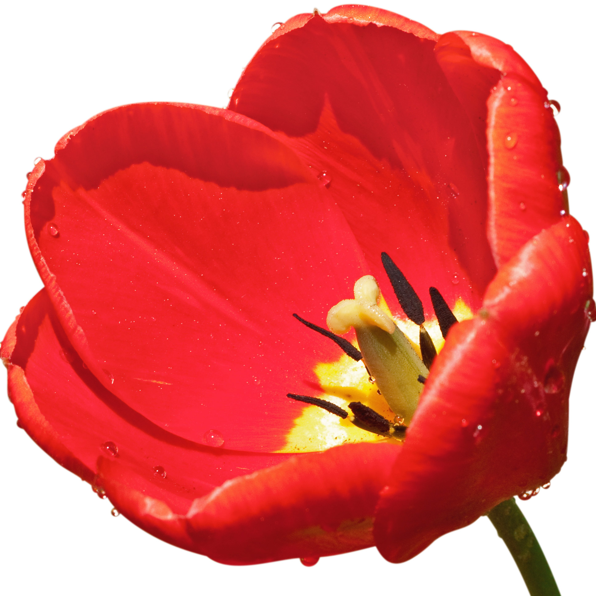 Tulipa