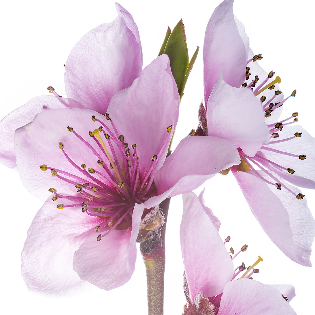 Flor de Pêssego