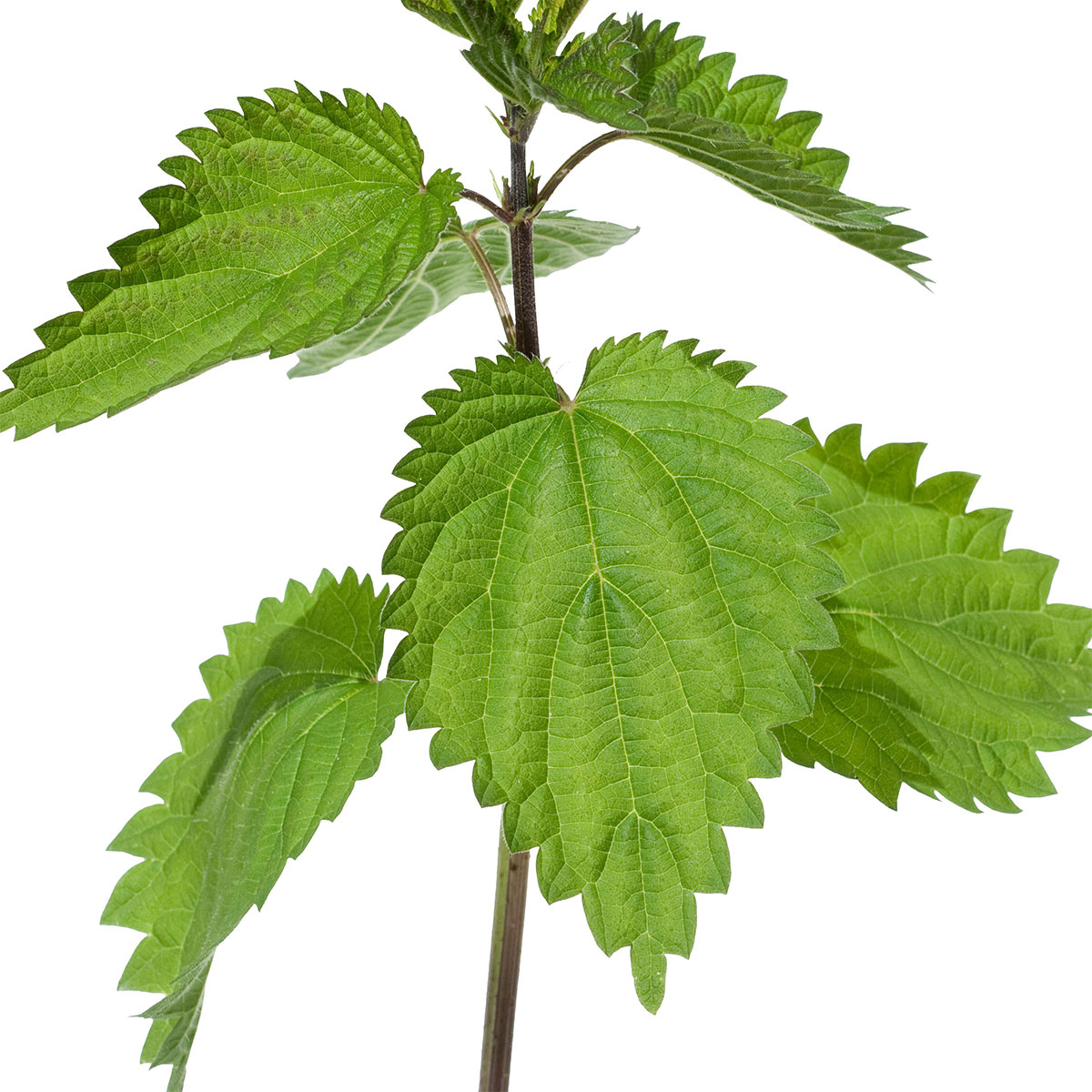 Urtiga