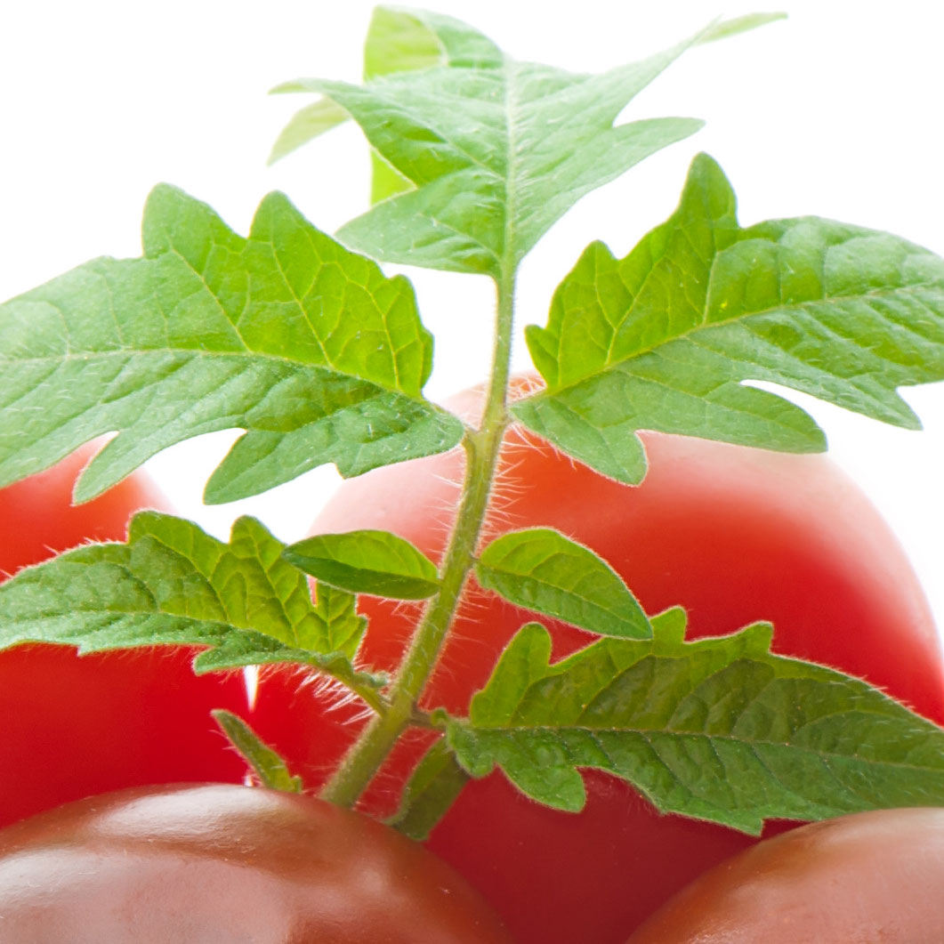 Folha de Tomate