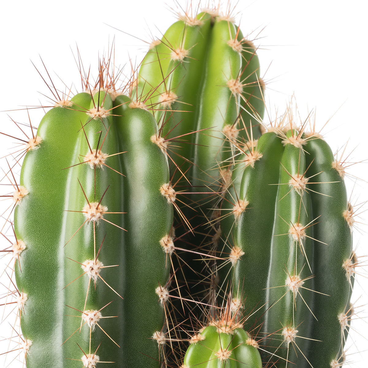 Cacto