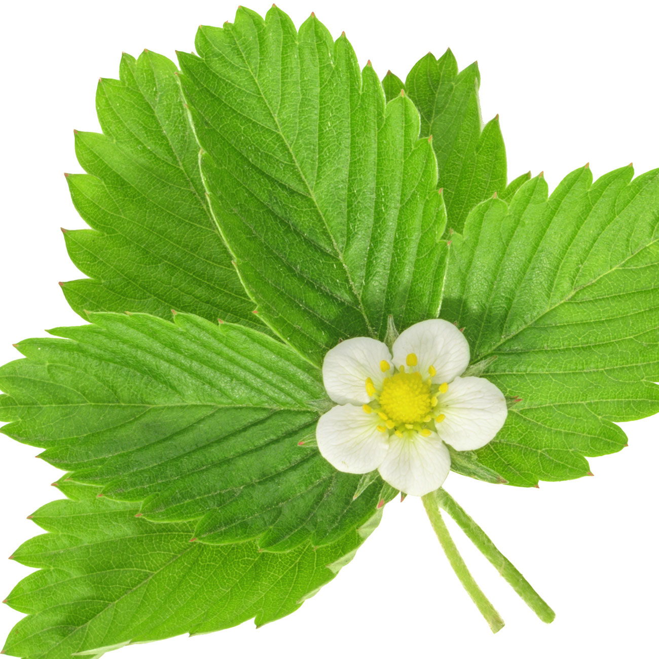 Folha de morango