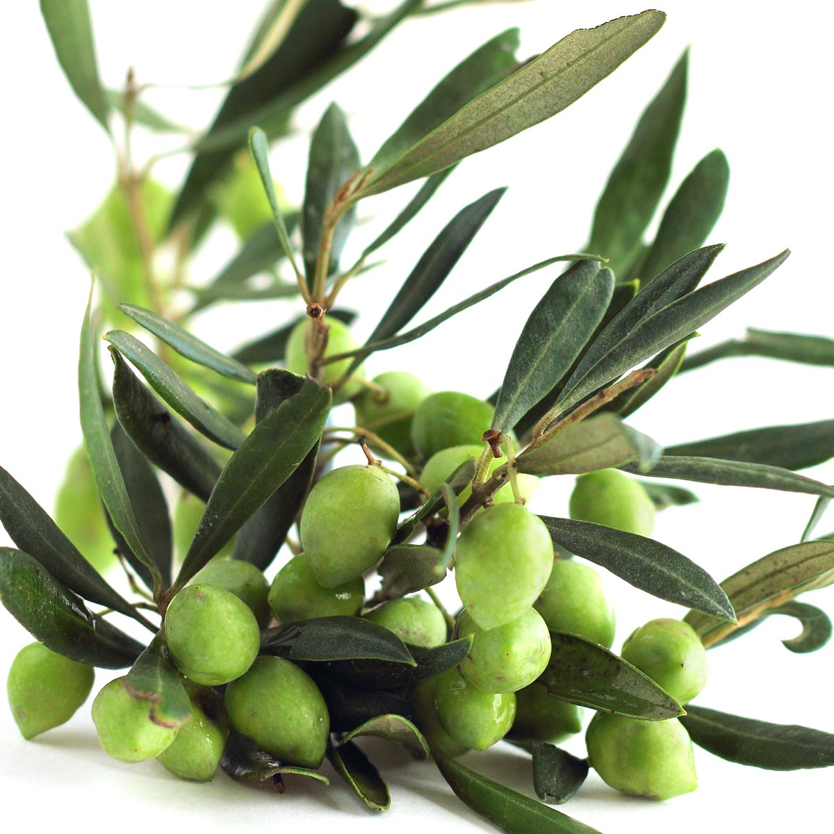 Oliveira