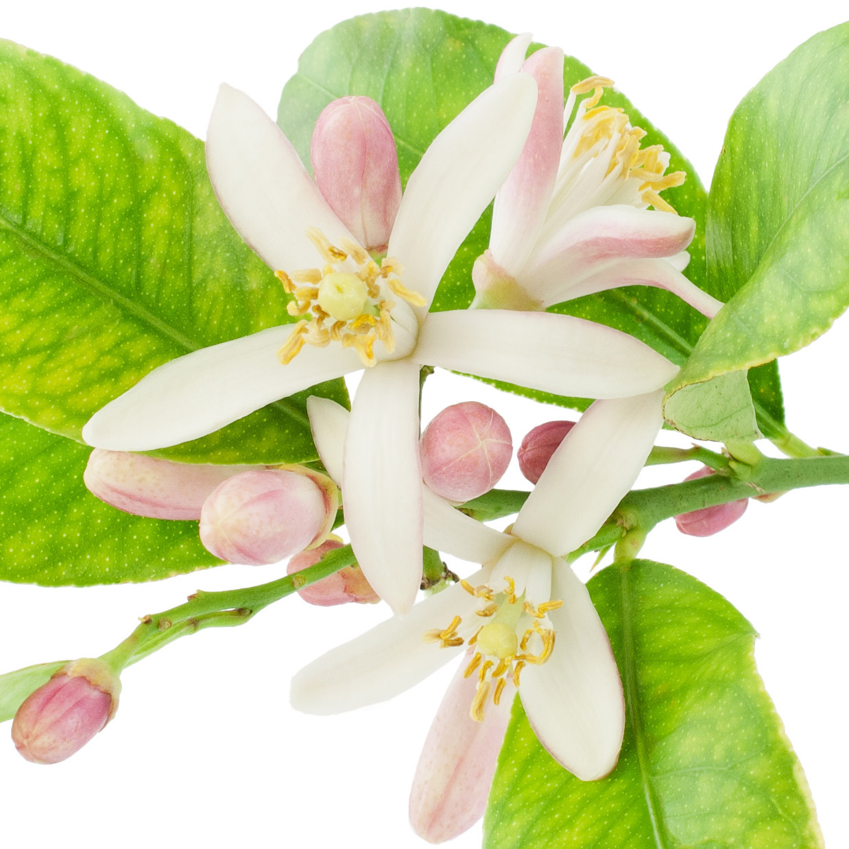 Flor de Limão