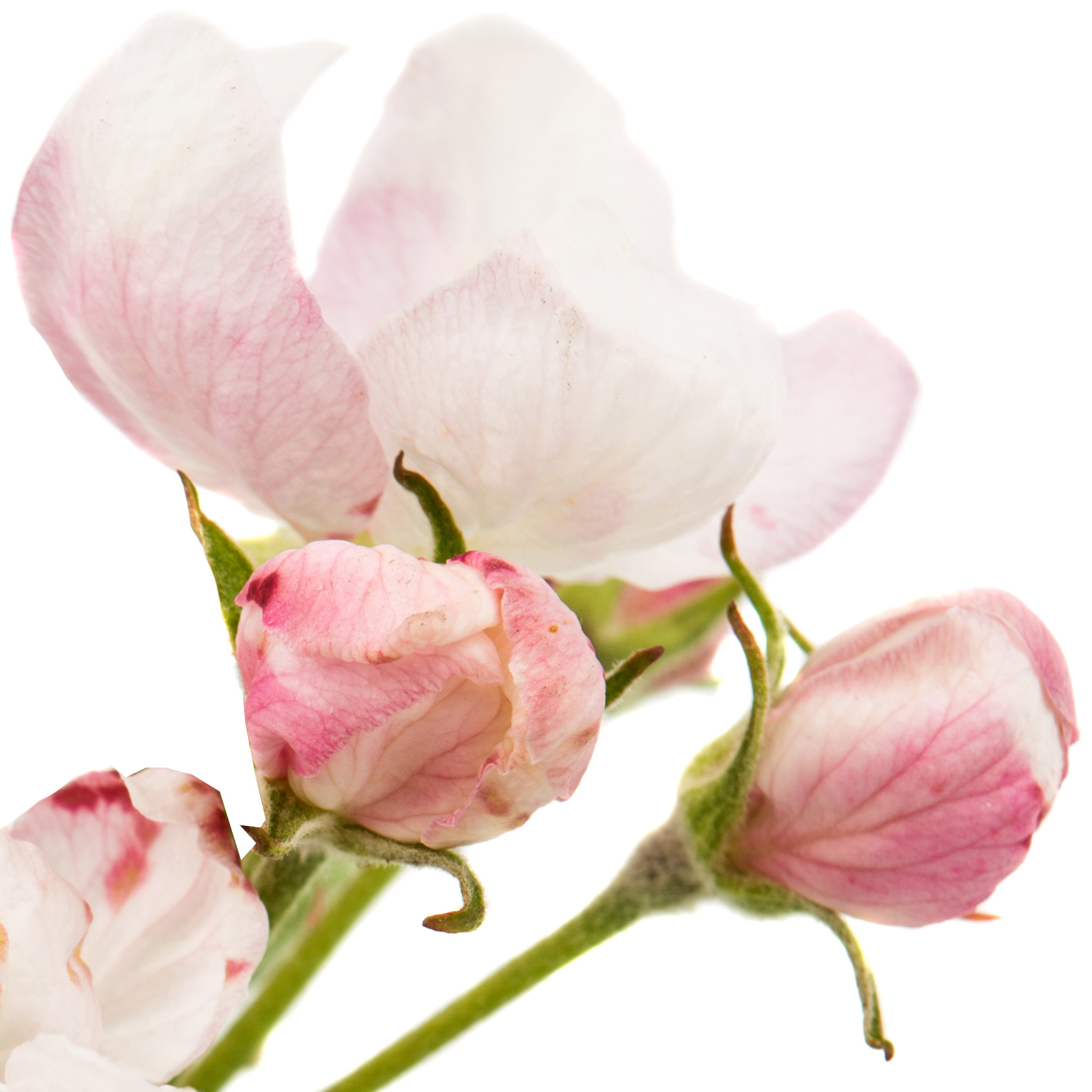 Flor de Maçã