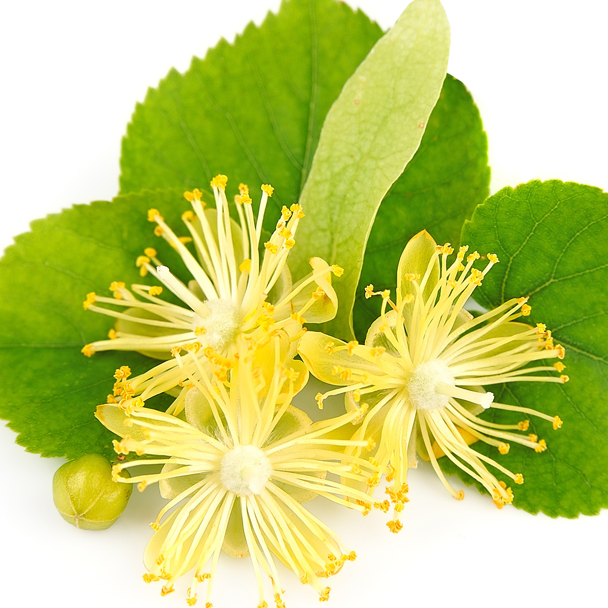 Flor de Tília