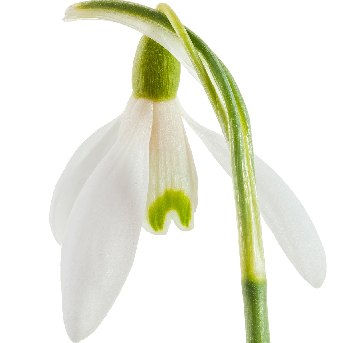 Galanthus