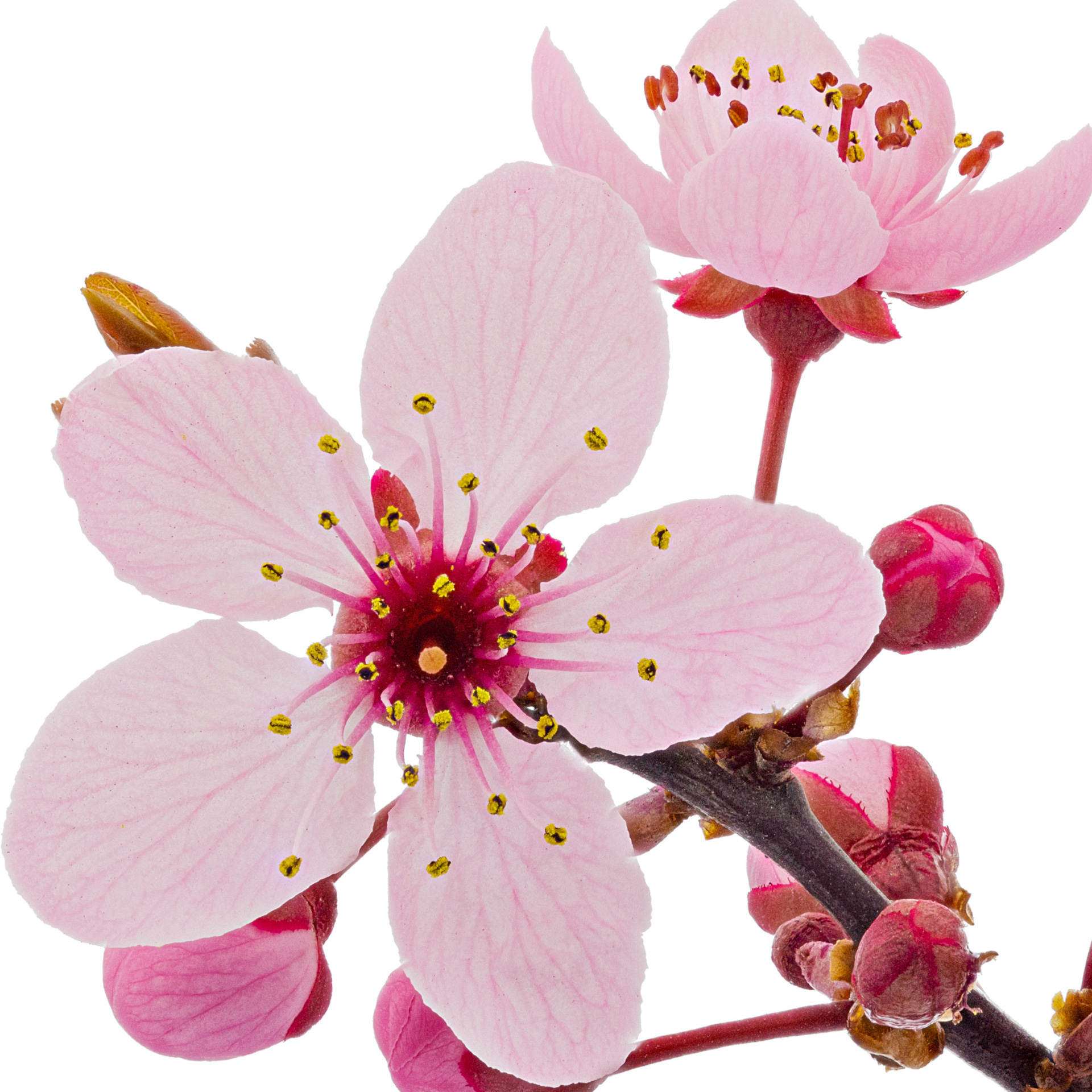 Flor de Cerejeira