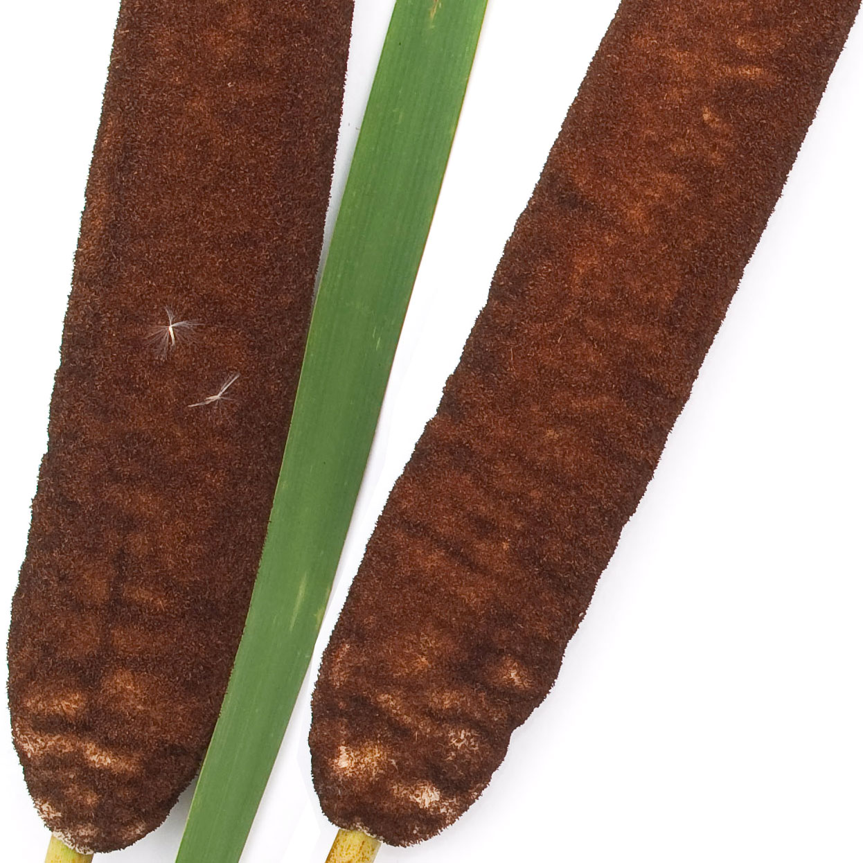 Pau de Lagoa