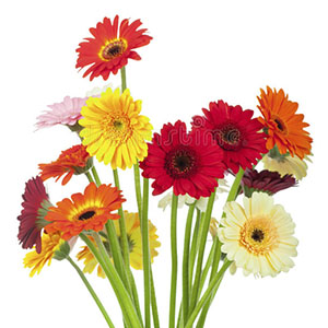 Notas Florais