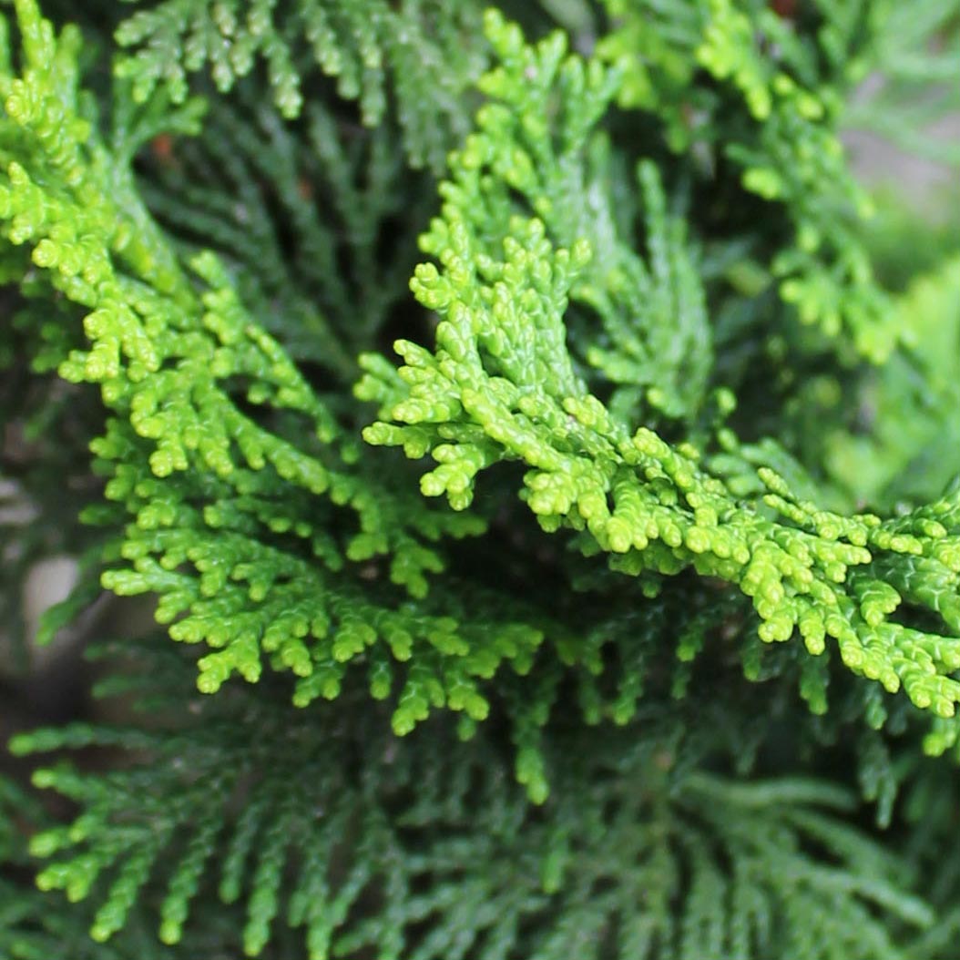 Madeira de Hinoki