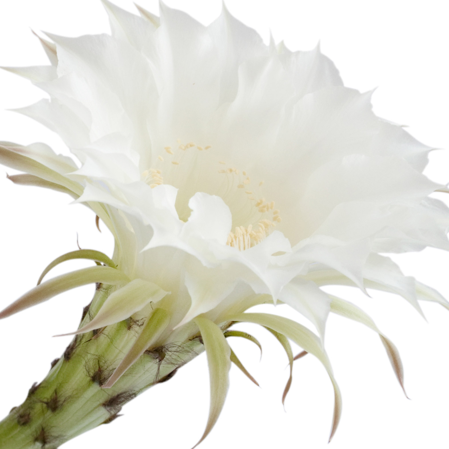 Cereus Noturno