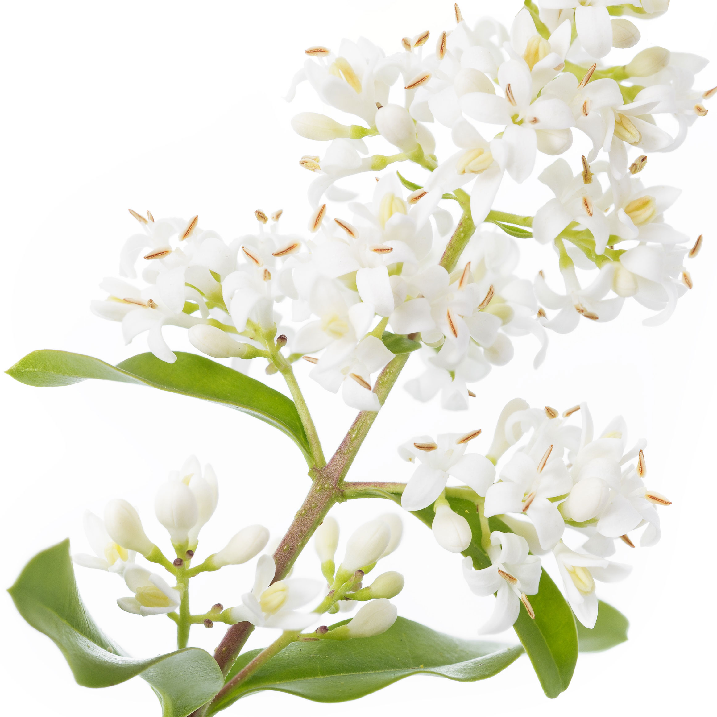 Ligustrum
