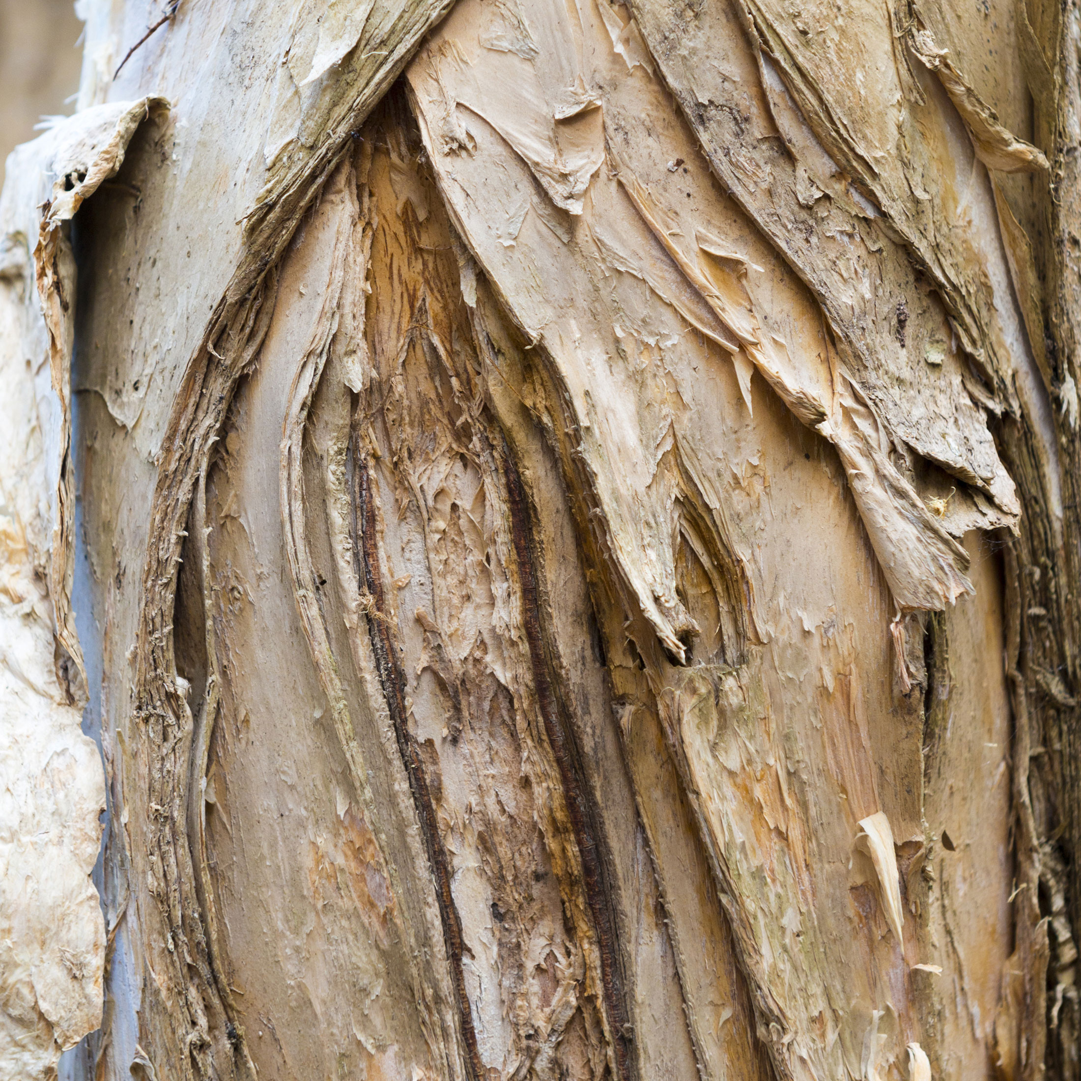 Melaleuca