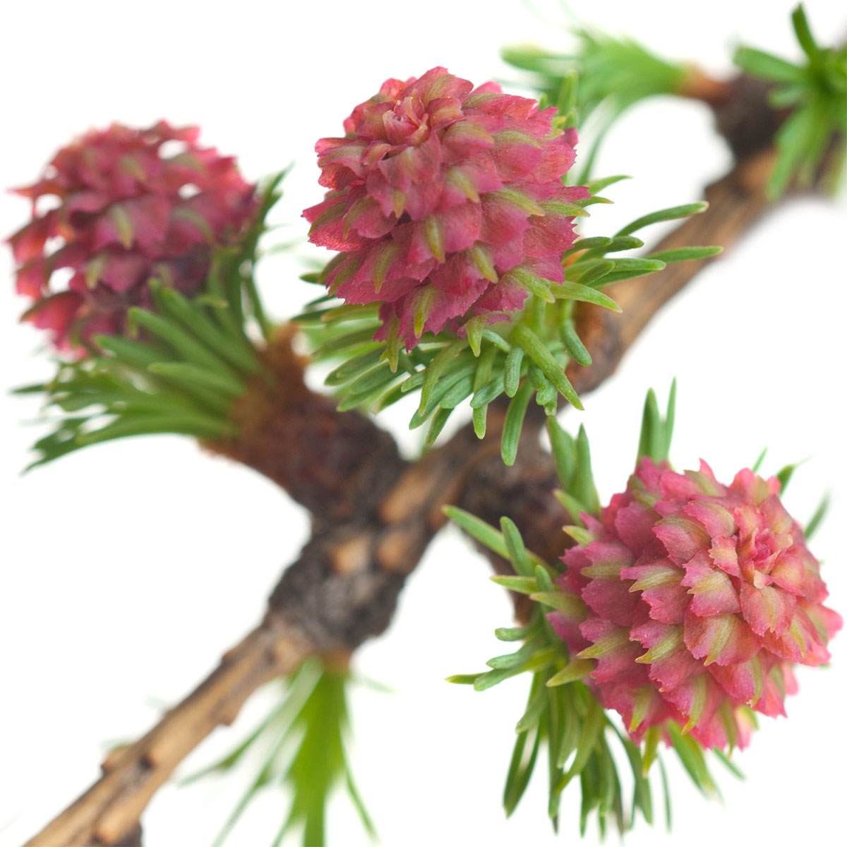 Larix ou Lariço