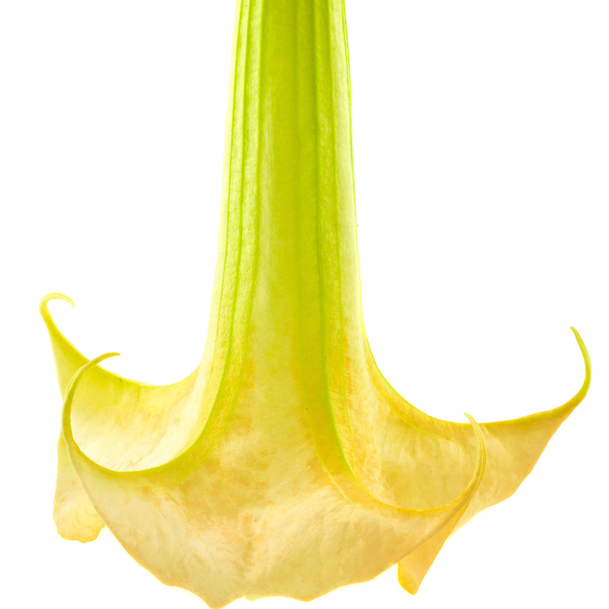 Brugmansia