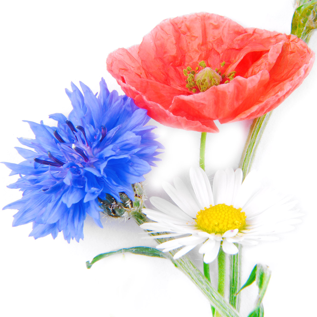 Flores Silvestres